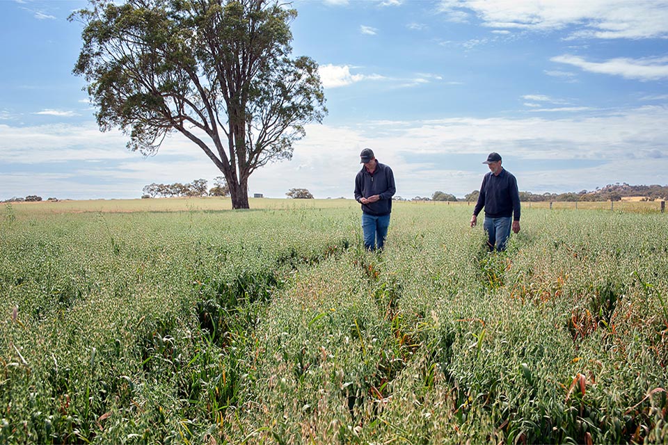 2 workers in a field of crops