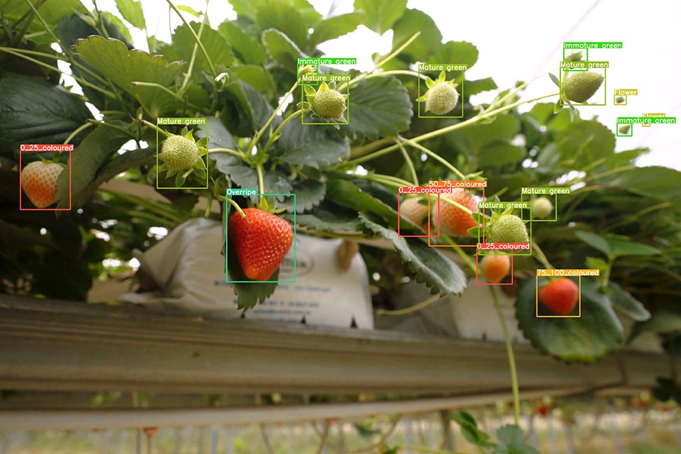 Technology identifying the ripeness of a variety of strawberries 