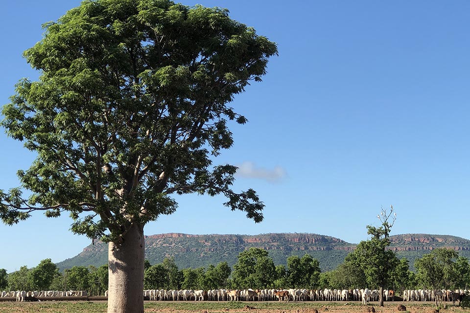 Boab tree in rural landscape with a large group of cattle