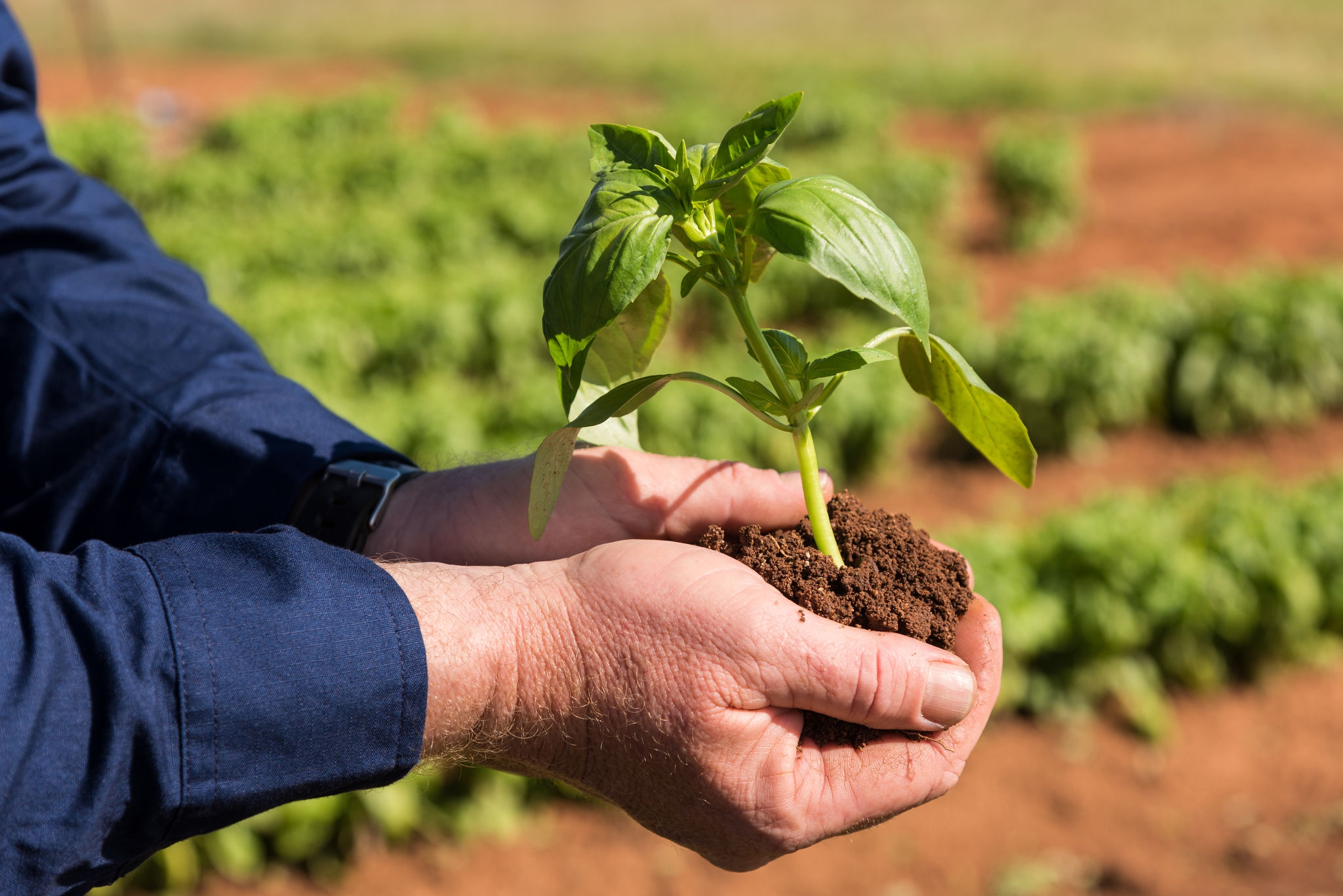 NAQS shoot, basil, Basil farming, Basil farmer, Farmer, Horticulture, far north Queensland, Atherton Tablelands, far north Queensland, Farm watering infrastructure, Tractor, Farm equipment, man, men