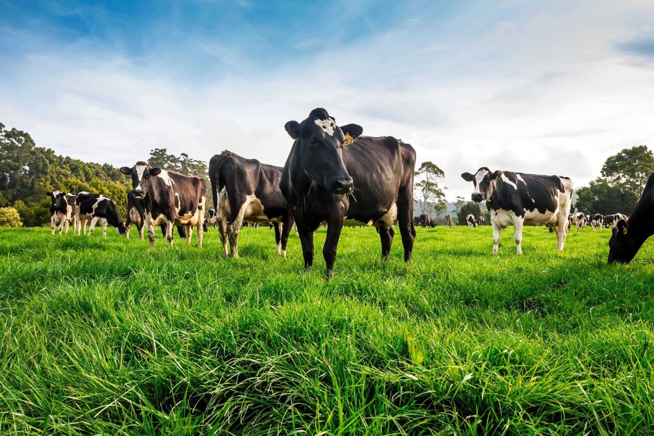 a herd of black and white cows graze in a lush green grass field