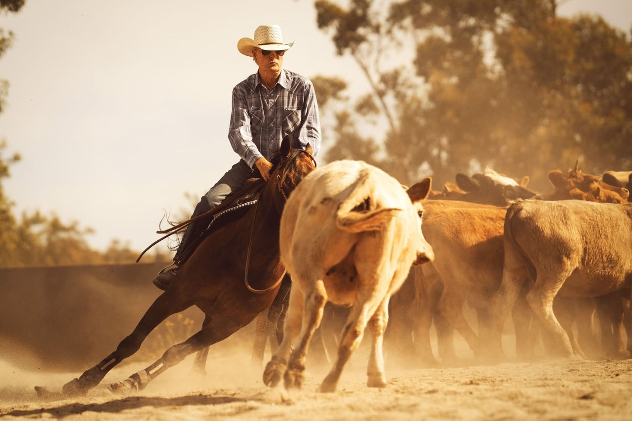 A cattleman riding a horse blocks a cow from the rest of the herd