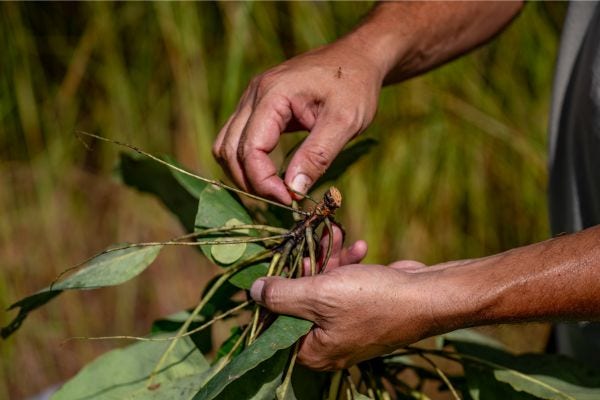 Hands holding an Australian native plant with leaves and berries