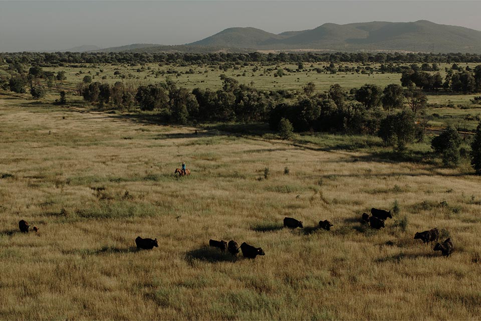 View of pastoral farm with cattle and mountain in the background