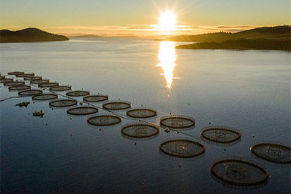 Salmon farm in a bay in Tasmania