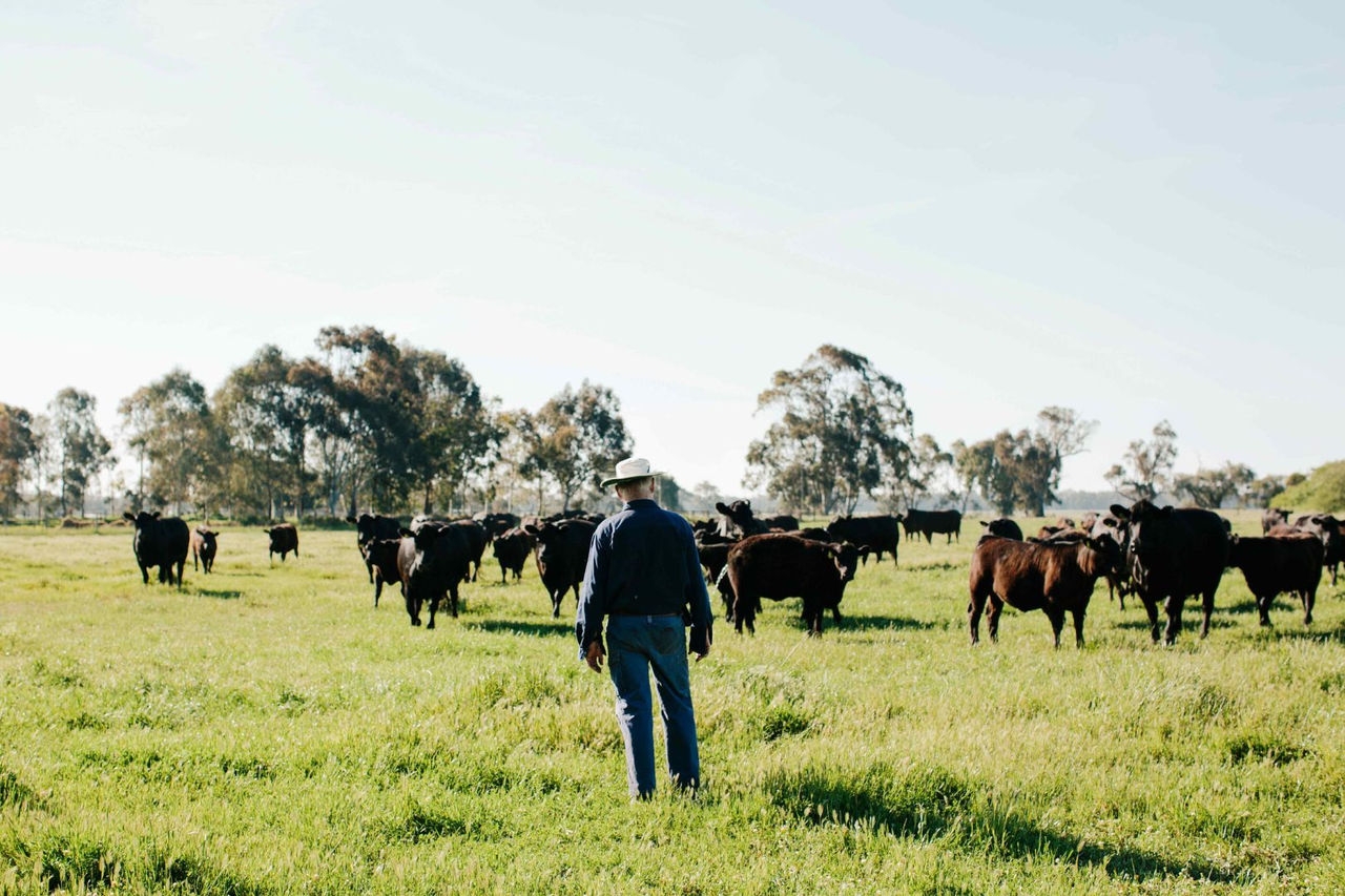 A cattleman stands in a grass field with a herd of cattle with trees in the background