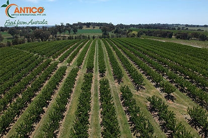 Aerial view of fruit trees growing in rows on a farm