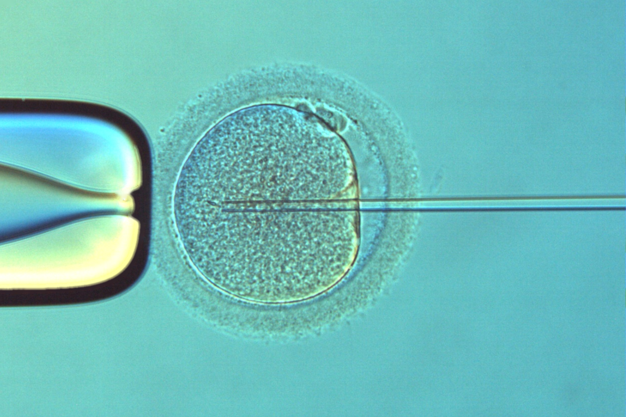 Icsion micropipettes used in IVF
