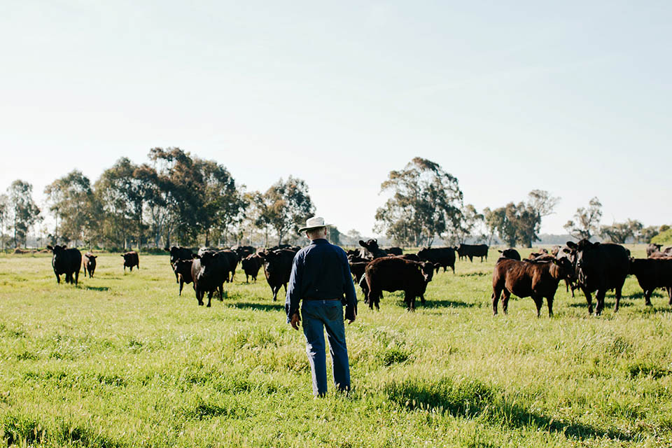 Farmer in paddock with herd of cows