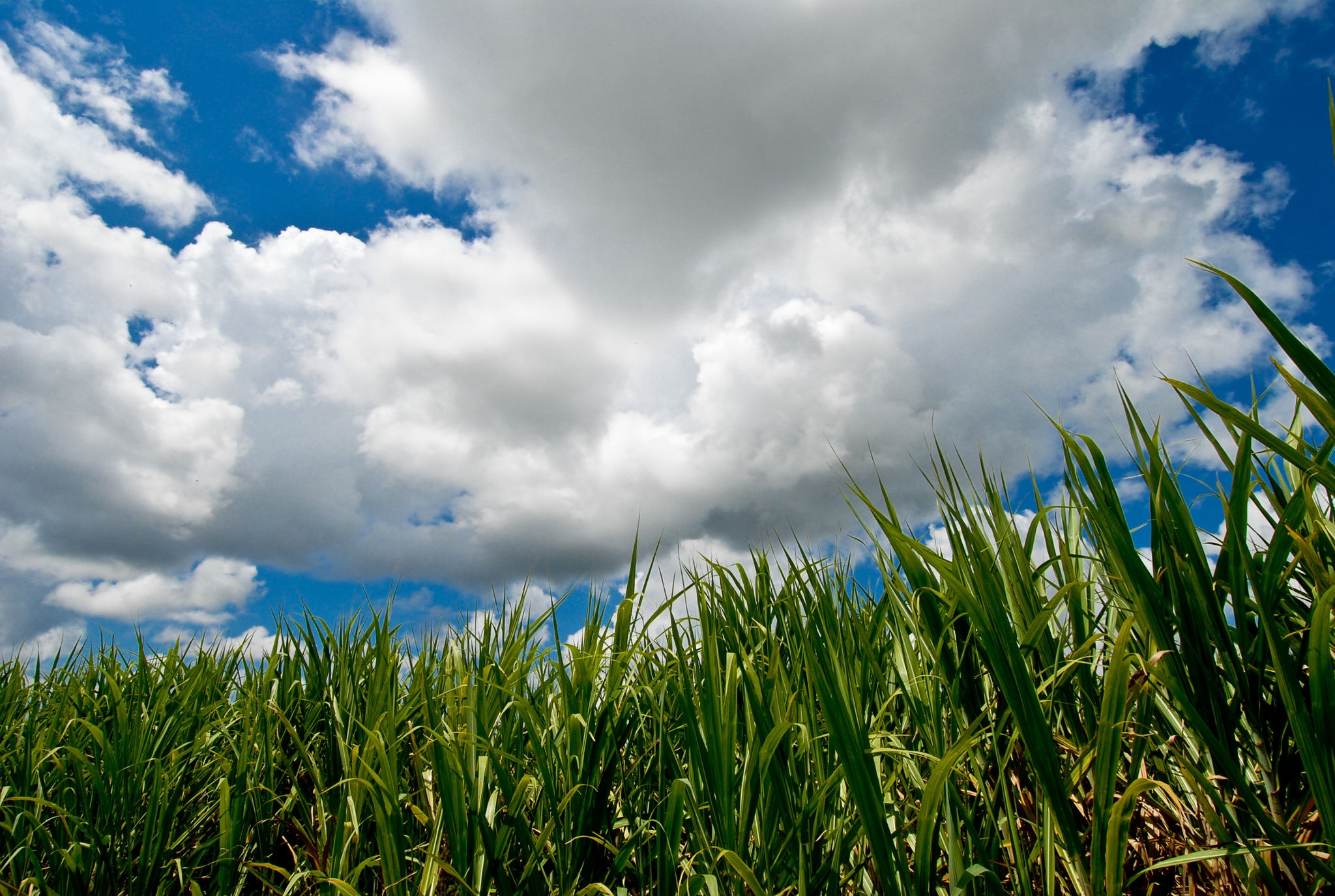 grass and cloudy sky