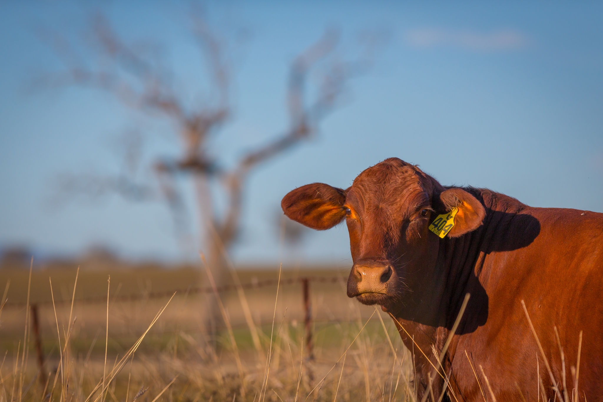 Agricultural White Paper, July 2015, Tamworth, NSW, people, cattle
