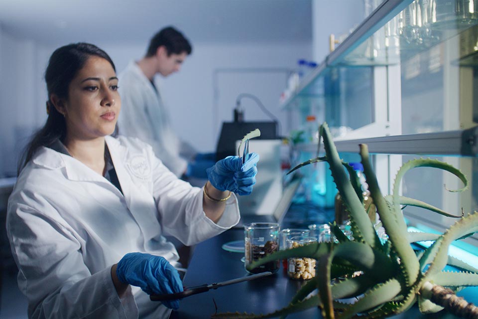 Laboratory technicians working with succulent plant 