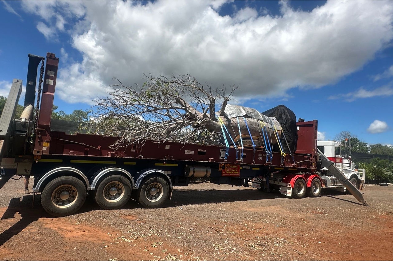 a large tree tied down on its side on a truck semi-trailer ready for transport