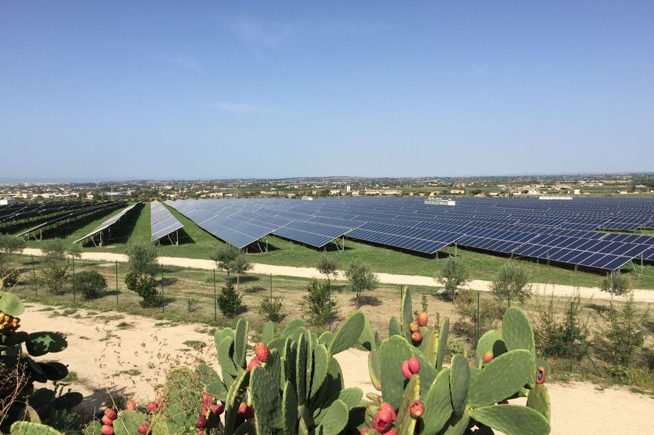 a solar farm with rows of solar panels and prickly pear cactus plants in the foreground