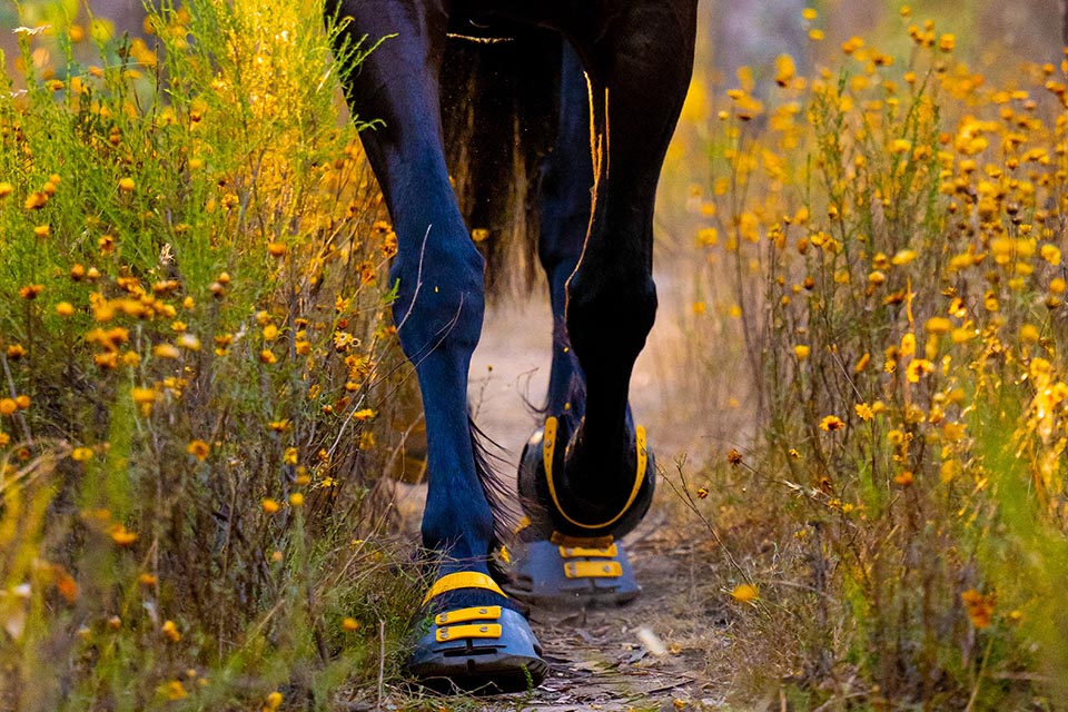 Black horse walking in narrow path in field of yellow flowers wearing black and yellow horse shoes