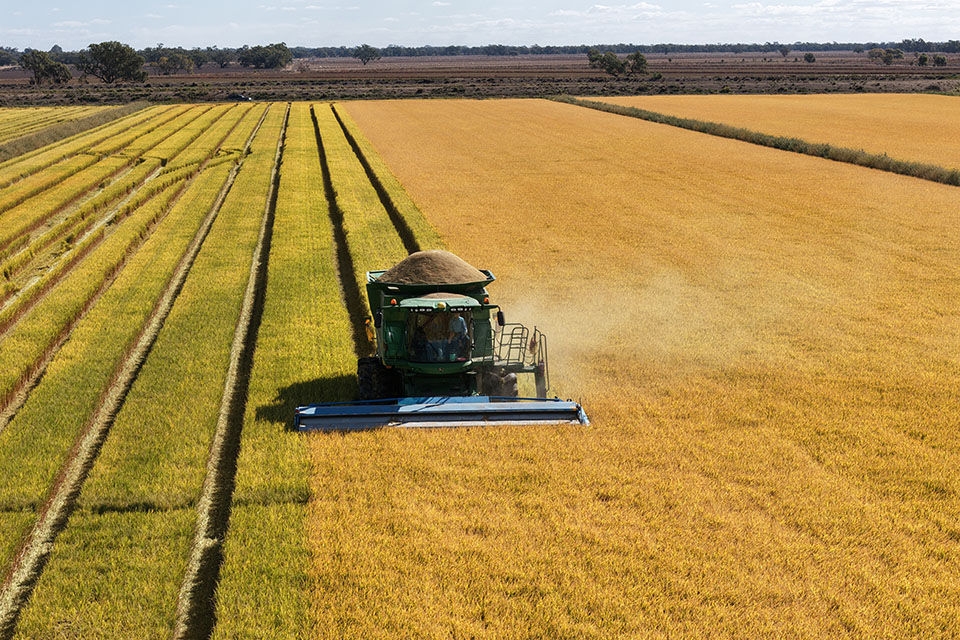 Rice harvester machine working in field